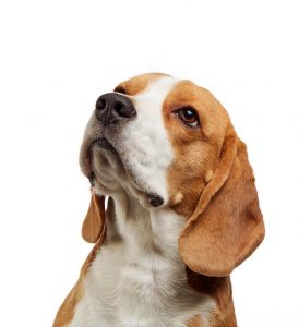 beagle | Ultimate Pet Nutrition