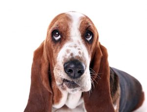 basset hound | Ultimate Pet Nutrition