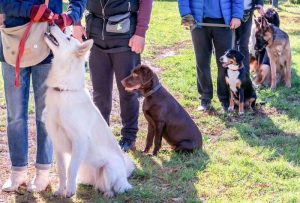 dog training class | Ultimate Pet Nutrition