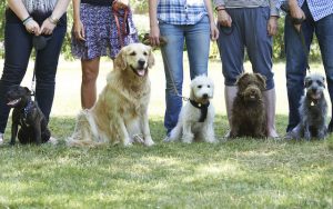 obedience training | Ultimate Pet Nutrition