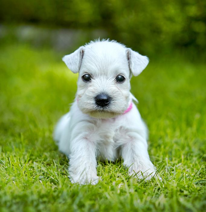 miniature schnauzer health problems | Ultimate Pet Nutrition