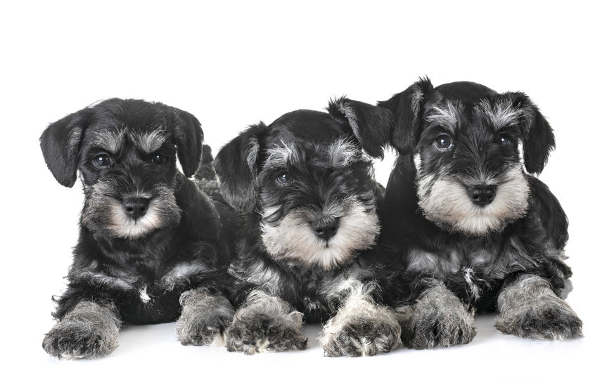 miniature schnauzer health problems | Ultimate Pet Nutrition