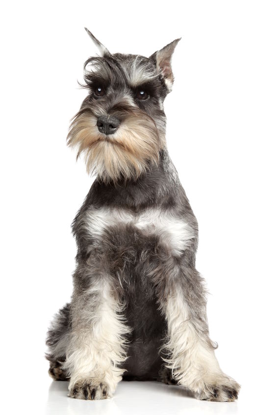 miniature schnauzer health problems | Ultimate Pet Nutrition