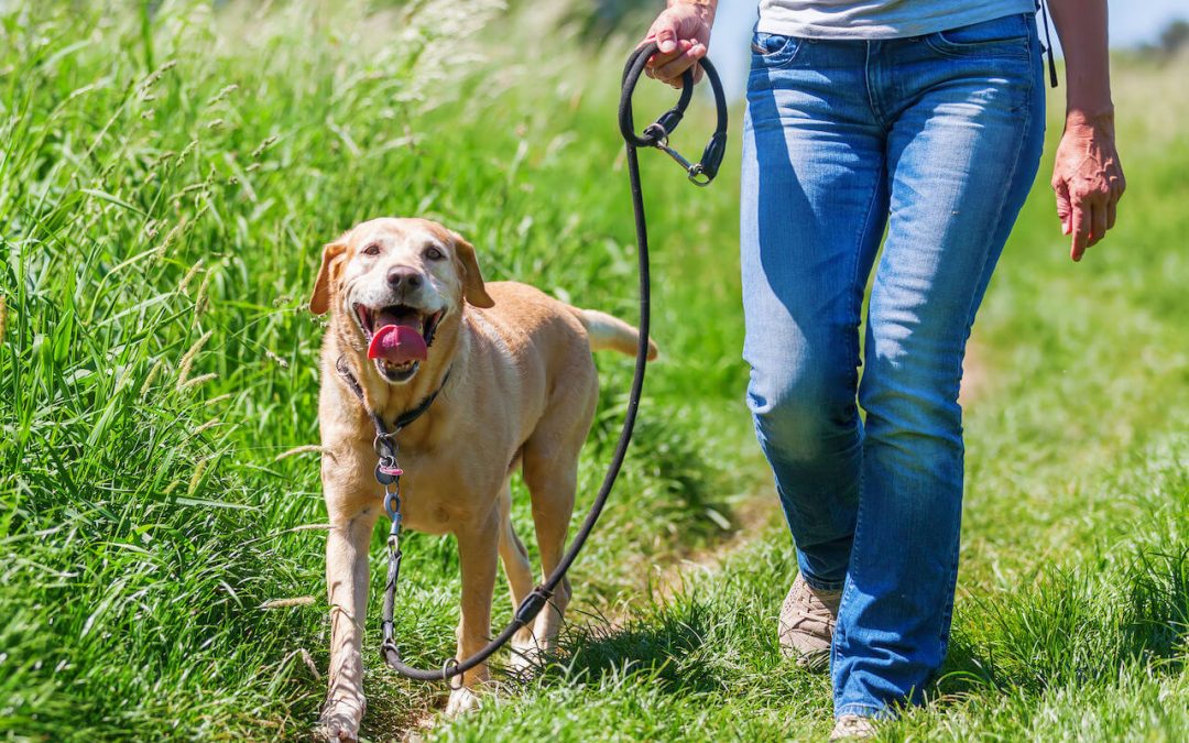 How To Train A Dog To Walk On A Leash Beside You