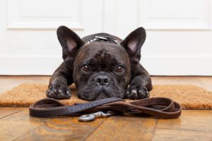 training walks | Ultimate Pet Nutrition