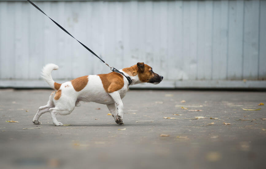 dog pulling leash | Ultimate Pet Nutrition
