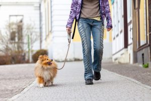 dog walking | Ultimate Pet Nutrition