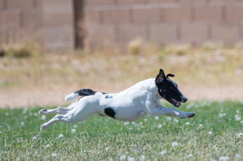 Does Your Dog Or Puppy Love To Chase Small Animals? How To Tame Prey Drive In Dog