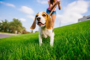 beagle | Ultimate Pet Nutrition