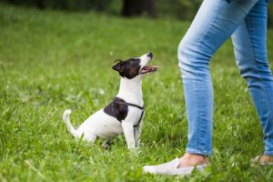 teaching dog to sit | Ultimate Pet Nutrition