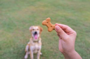 treat training | Ultimate Pet Nutrition