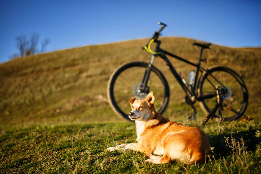 Biking With Dog: Training Your Large Dog To Run Next To A Bike (and Safety Concerns)