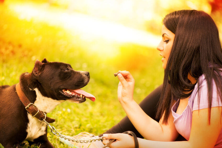 Dog Training Tools: These Items Can Help Dog Owners Train