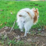 Small furry dog urinating outside