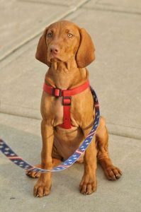 Dog with harness and leash