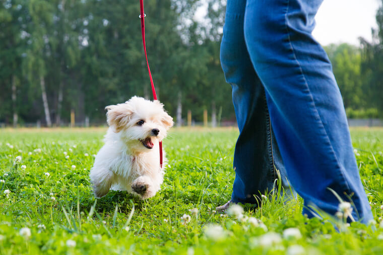 Teaching A Puppy To Walk On A Leash: Tips And Tricks