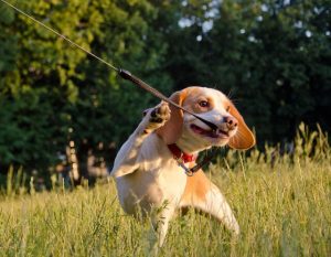 puppy pulling leash | Ultimate Pet Nutrition